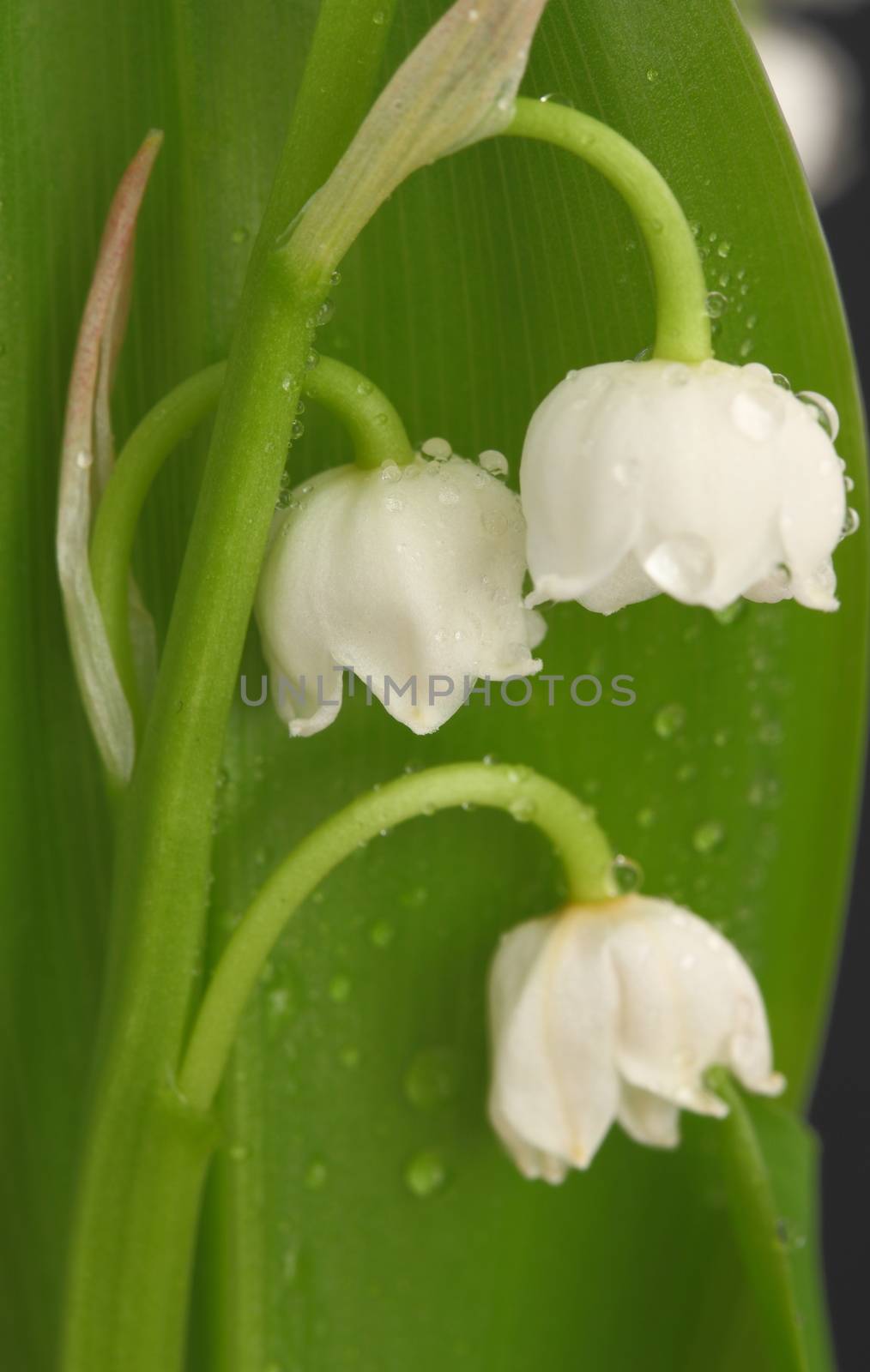 Lily of the valley