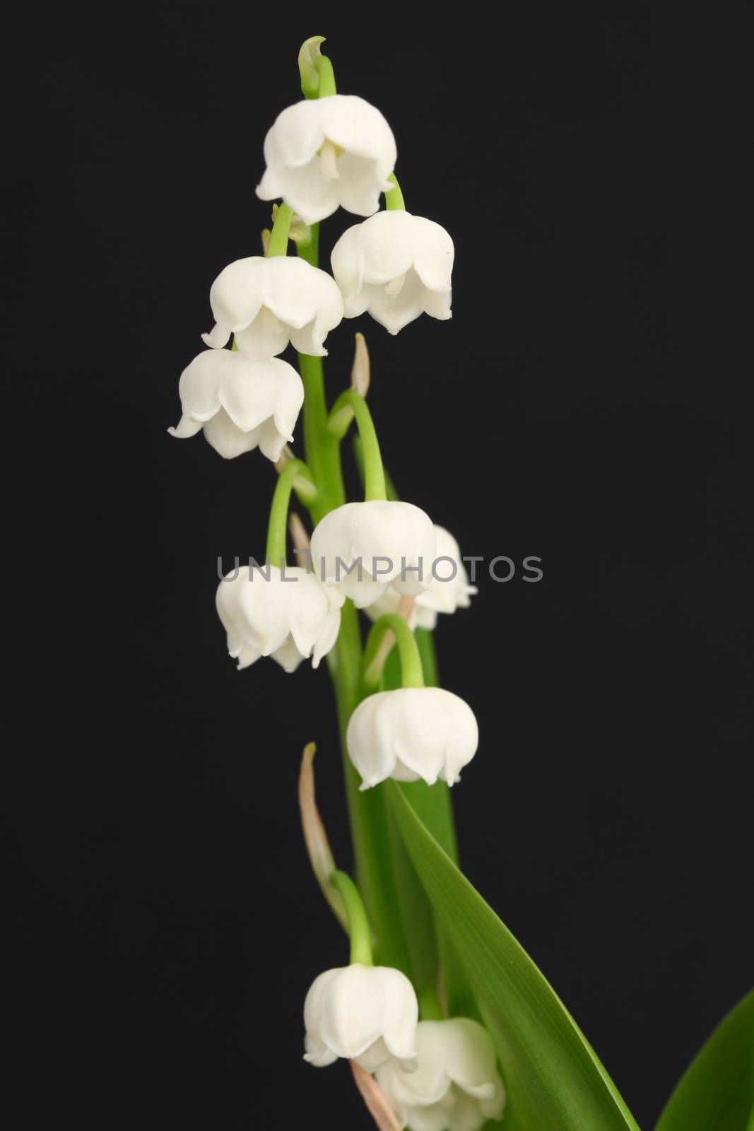 Lily of the valley by mitzy