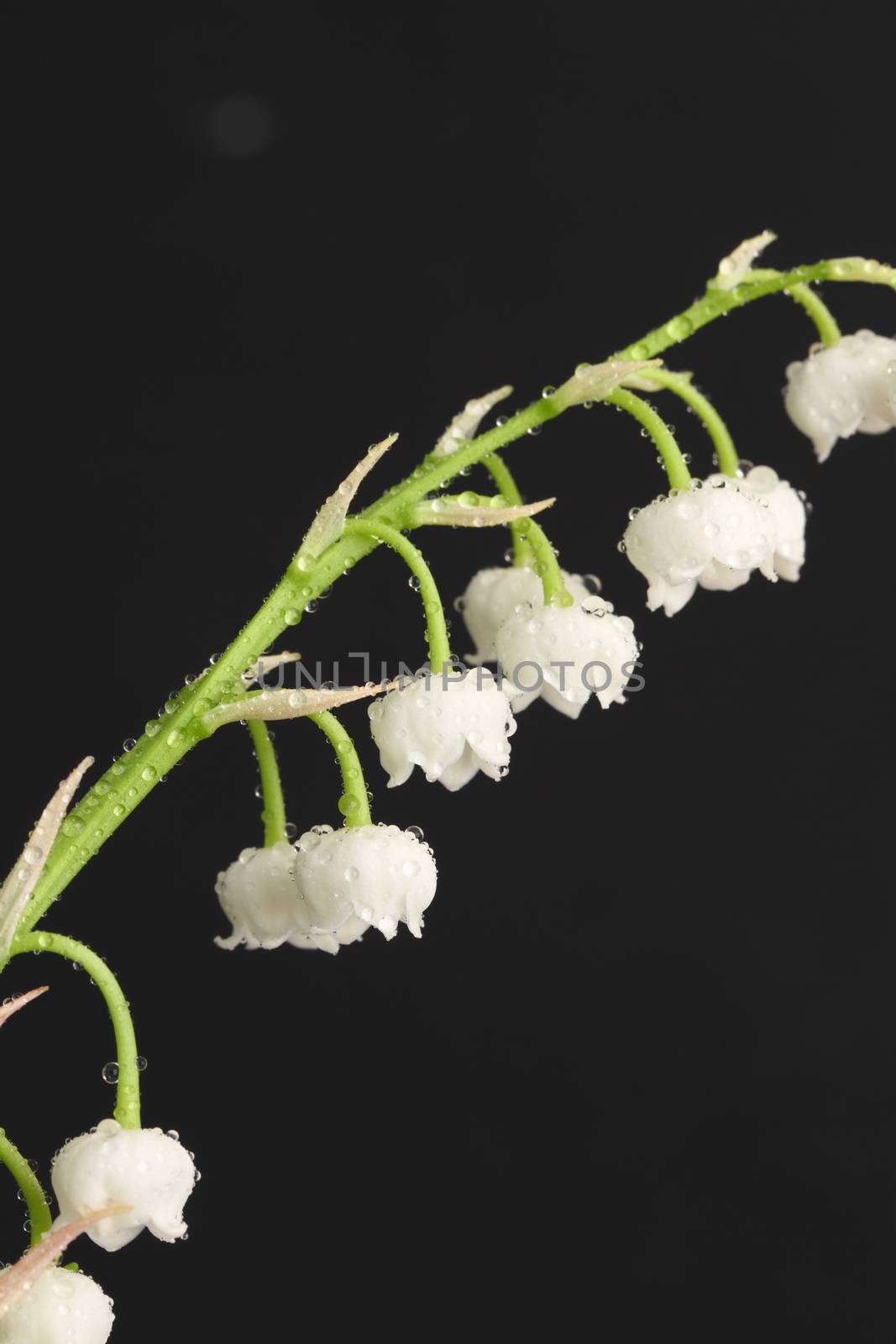 Lily of the valley