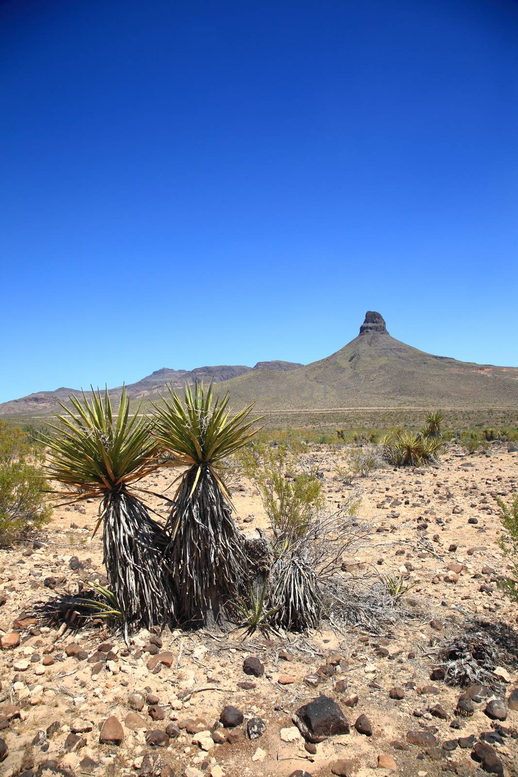 Mountains and remote landscape with desert plants.