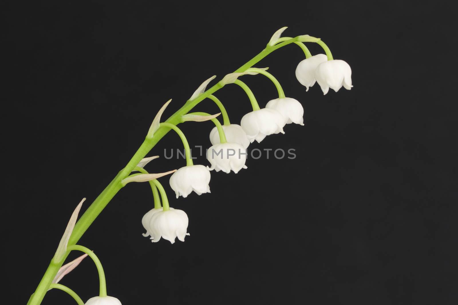 Lily of the valley by mitzy