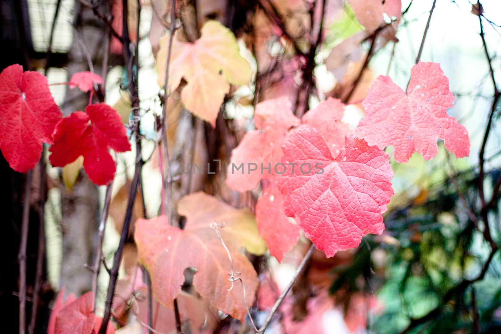 Several red ivy autumn leaves
