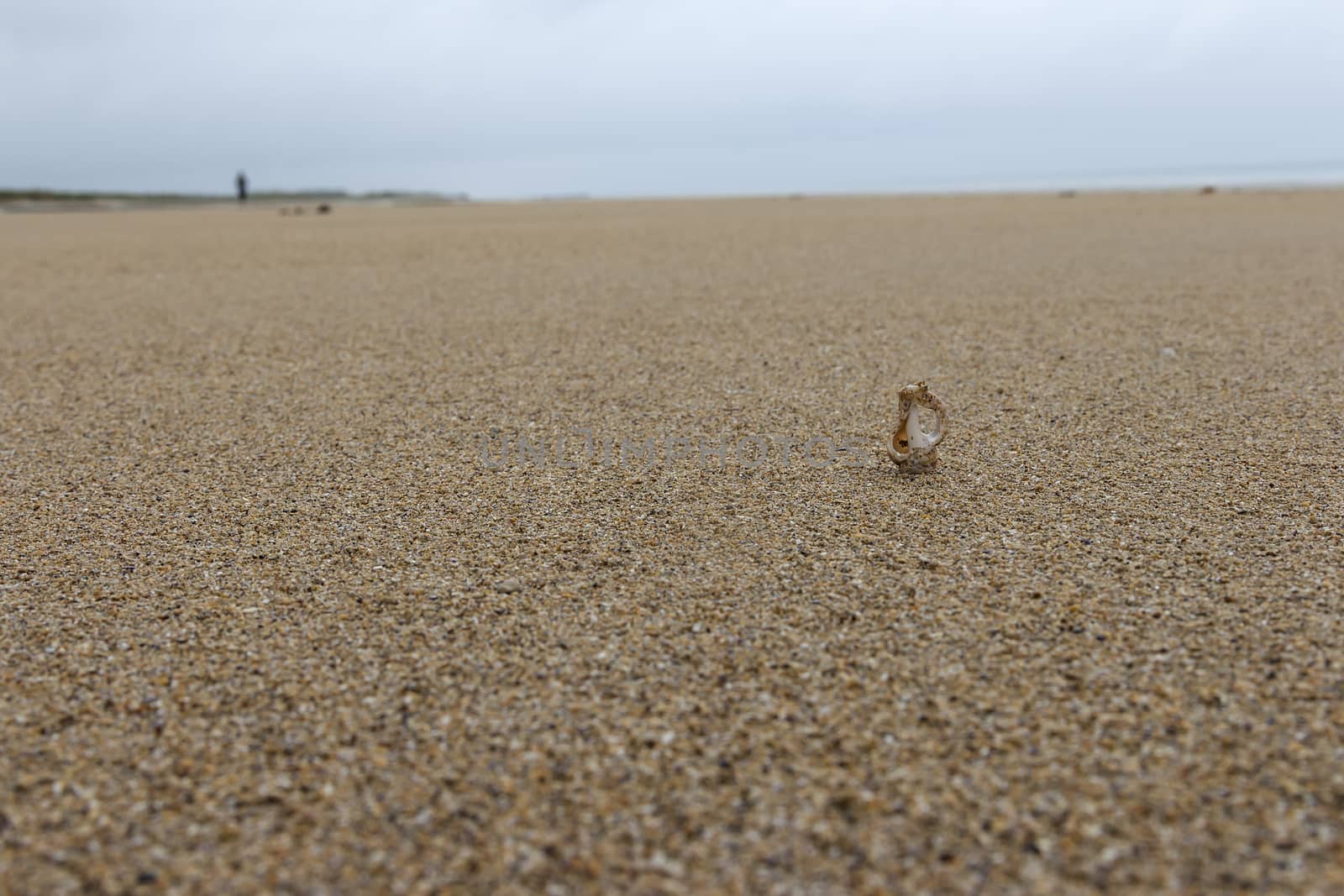 Seashell on the sandy beach and a person walking in the horizon.