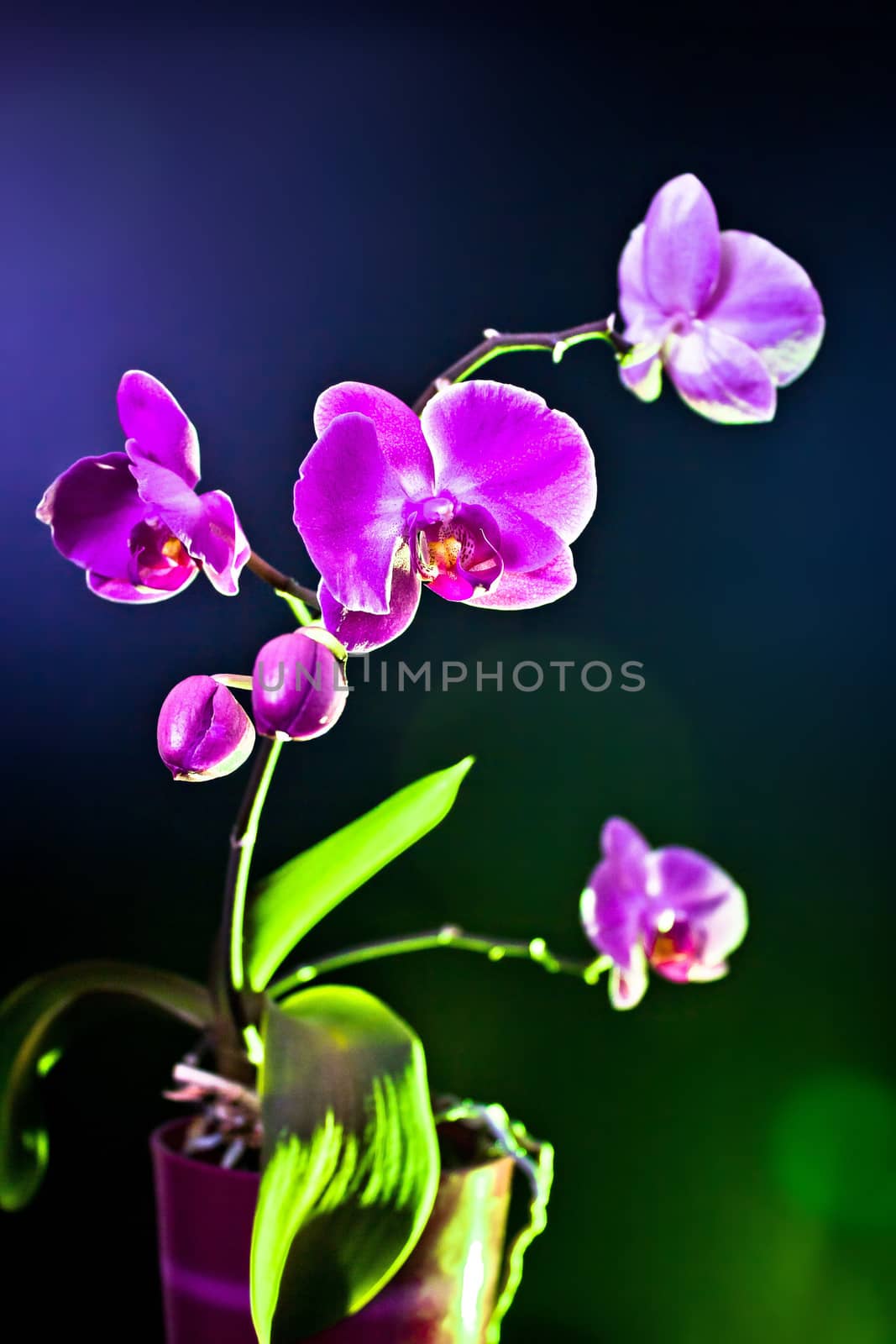 Orchid flower (phalaenopsis ambiance) view by xbrchx