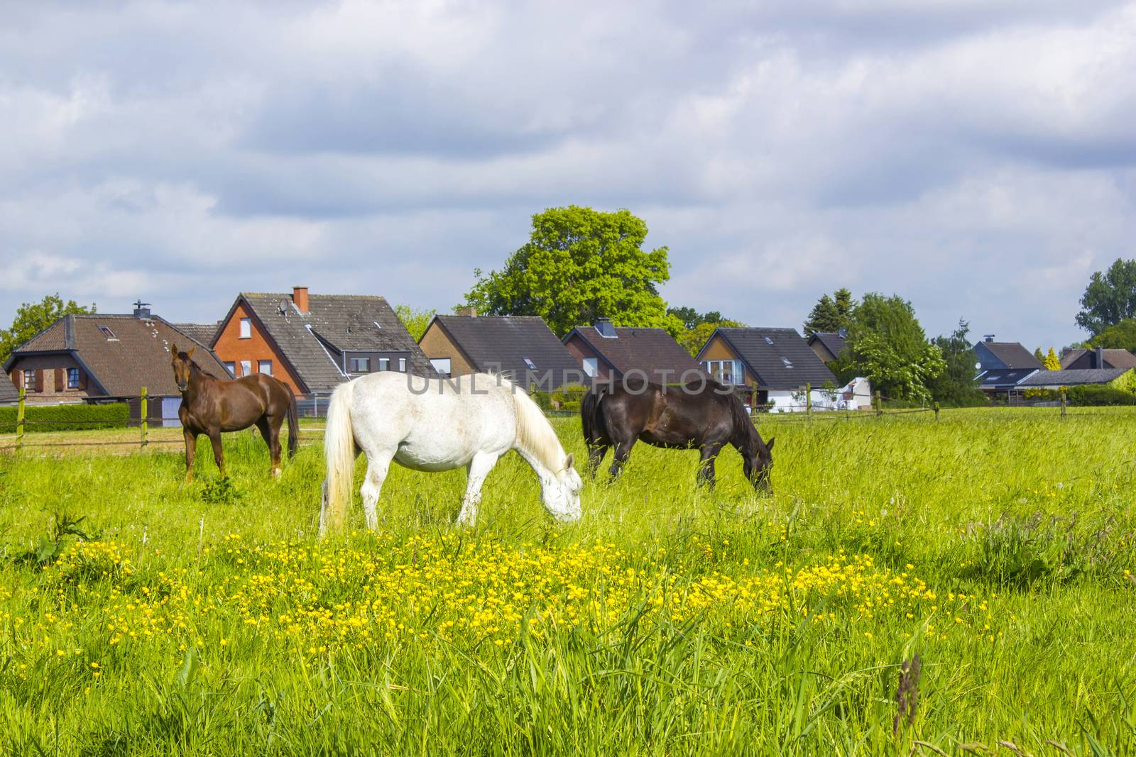 Horses on a spring pasture, german countryside landscape, Lower Rhine Region