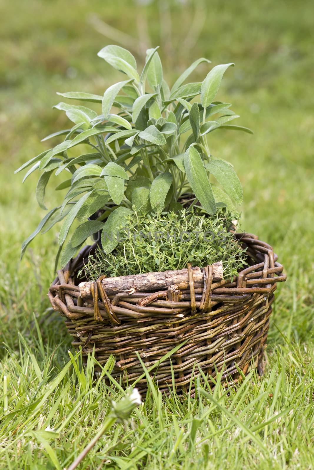 basket with fresh herbs in the garden by miradrozdowski