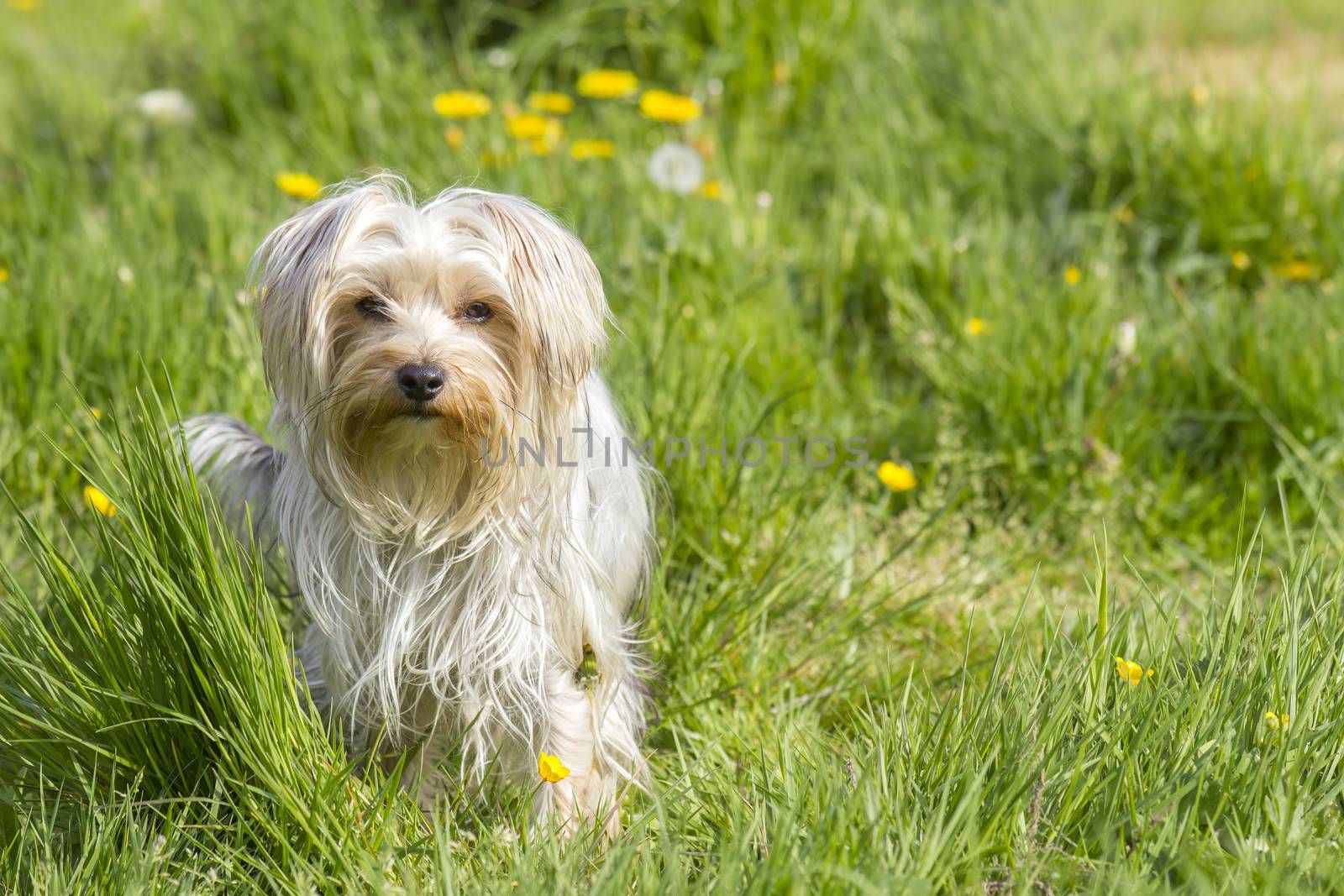 yorkshire terrier in the garden by miradrozdowski