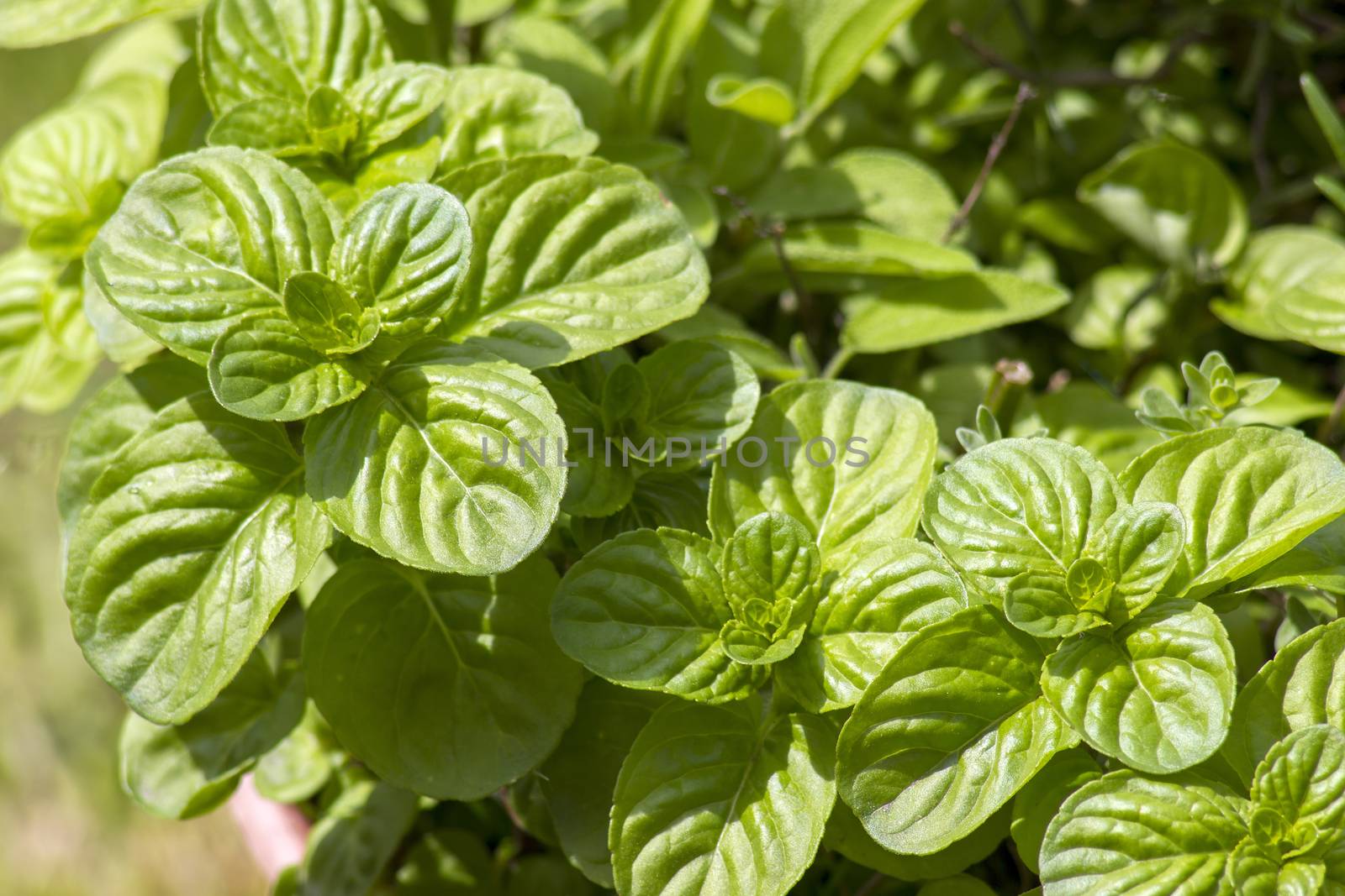 Mint plant grown at garden