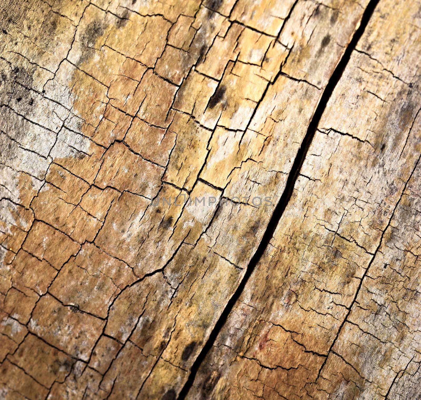 abstract background or texture Cracked rotten wood