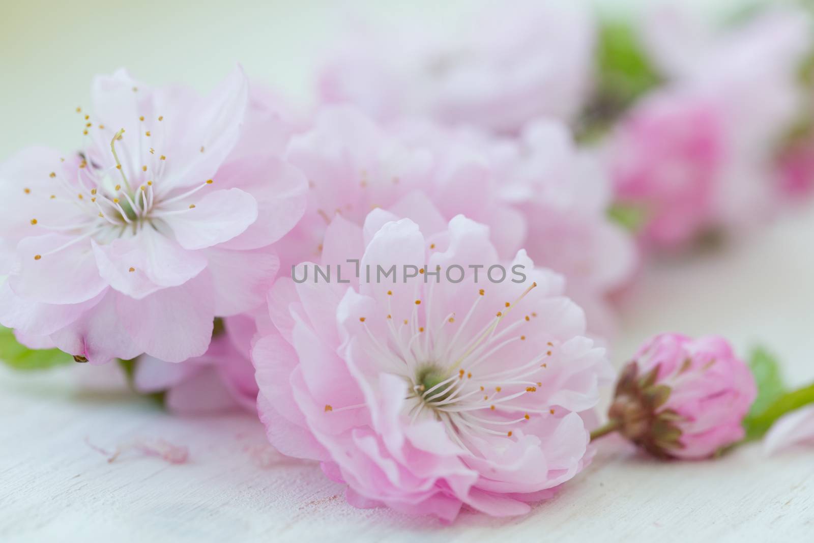Pink flowers close-up on white wooden by vlad_star