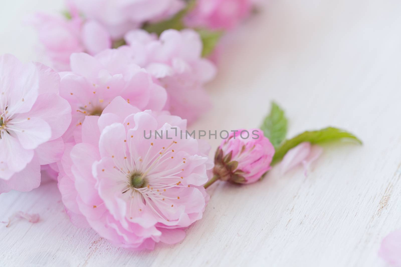 Pink flowers close-up on white wooden by vlad_star