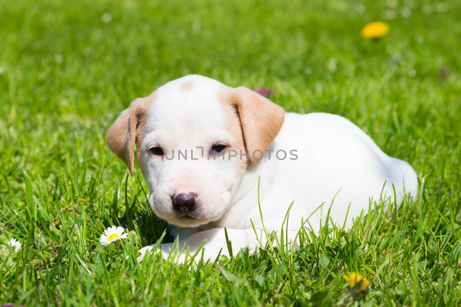 Mixed-breed adorable cute little puppy outdoors on a meadow on a sunny spring day.