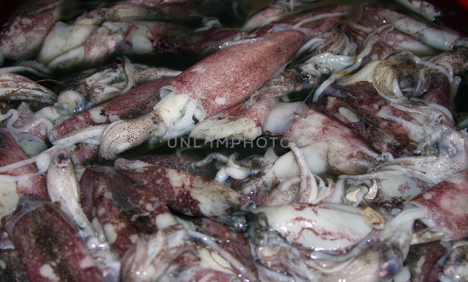 Fresh squid calamary on a fish market in India, Goa by mcherevan