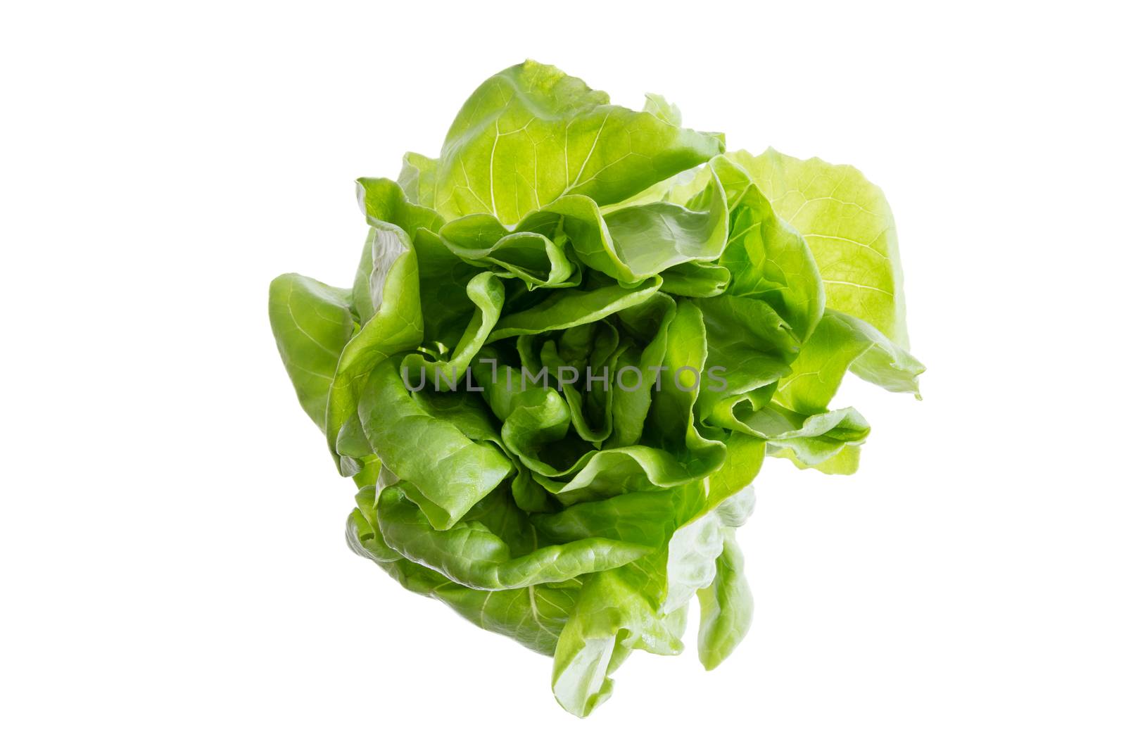 Head of fresh organic butter crunch lettuce grown locally, sustainable no GMO farm produce for a healthy lifestyle, isolated on white