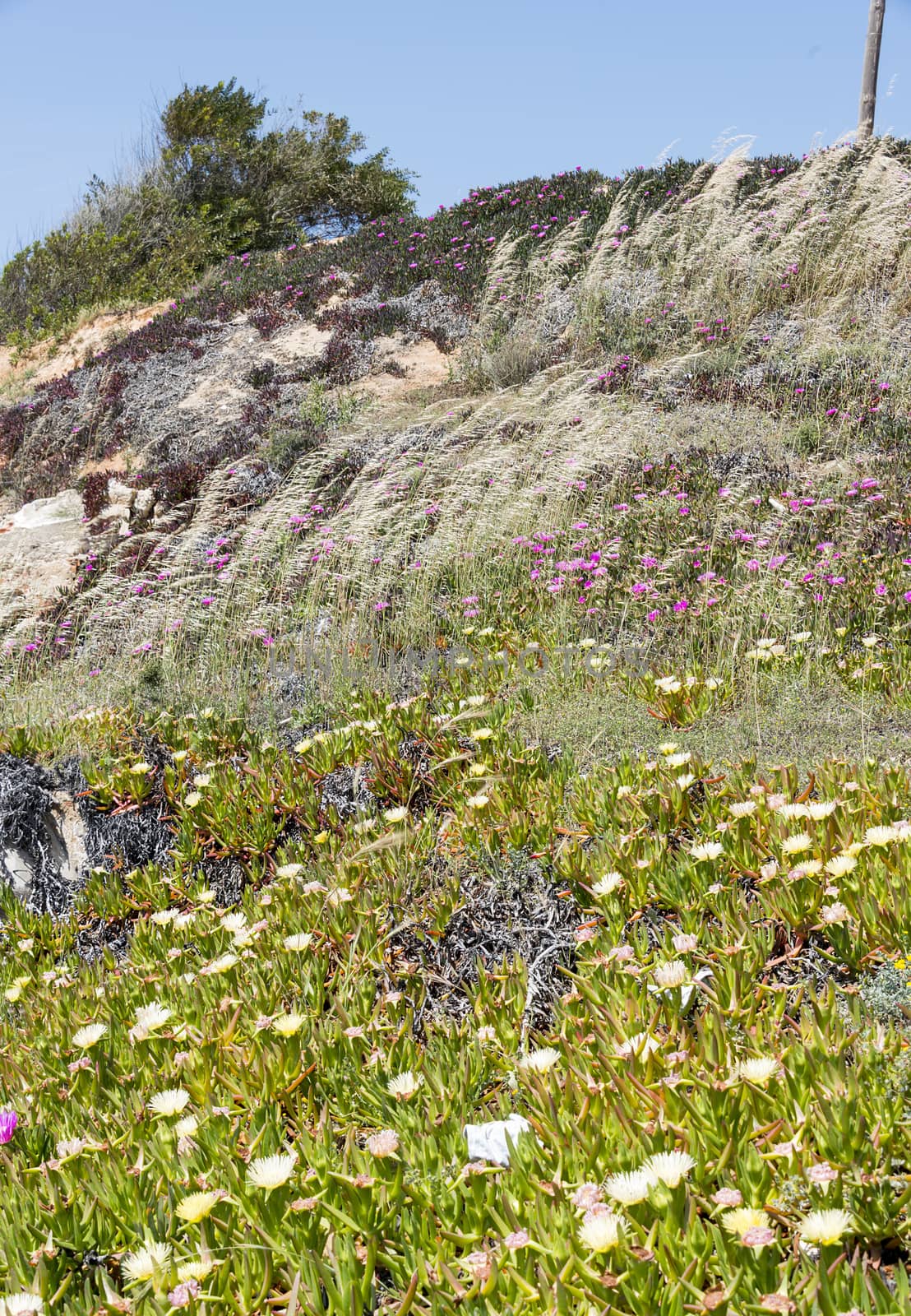 flowers on the hills in the north algarve