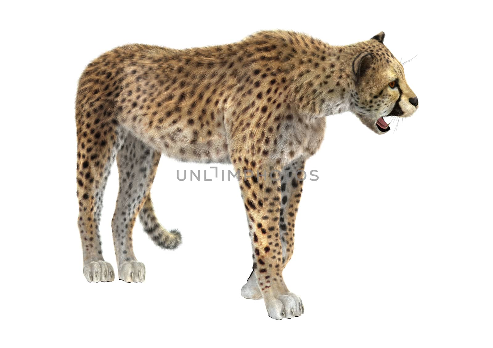3D digital render of a big cat cheetah isolated on white background