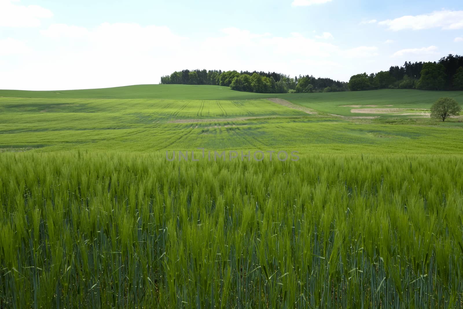 Landscape in the south of Czech Republic