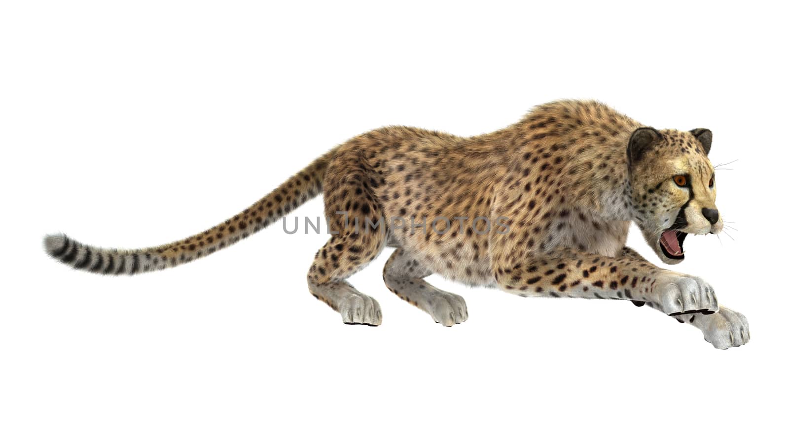 3D digital render of a big cat cheetah isolated on white background