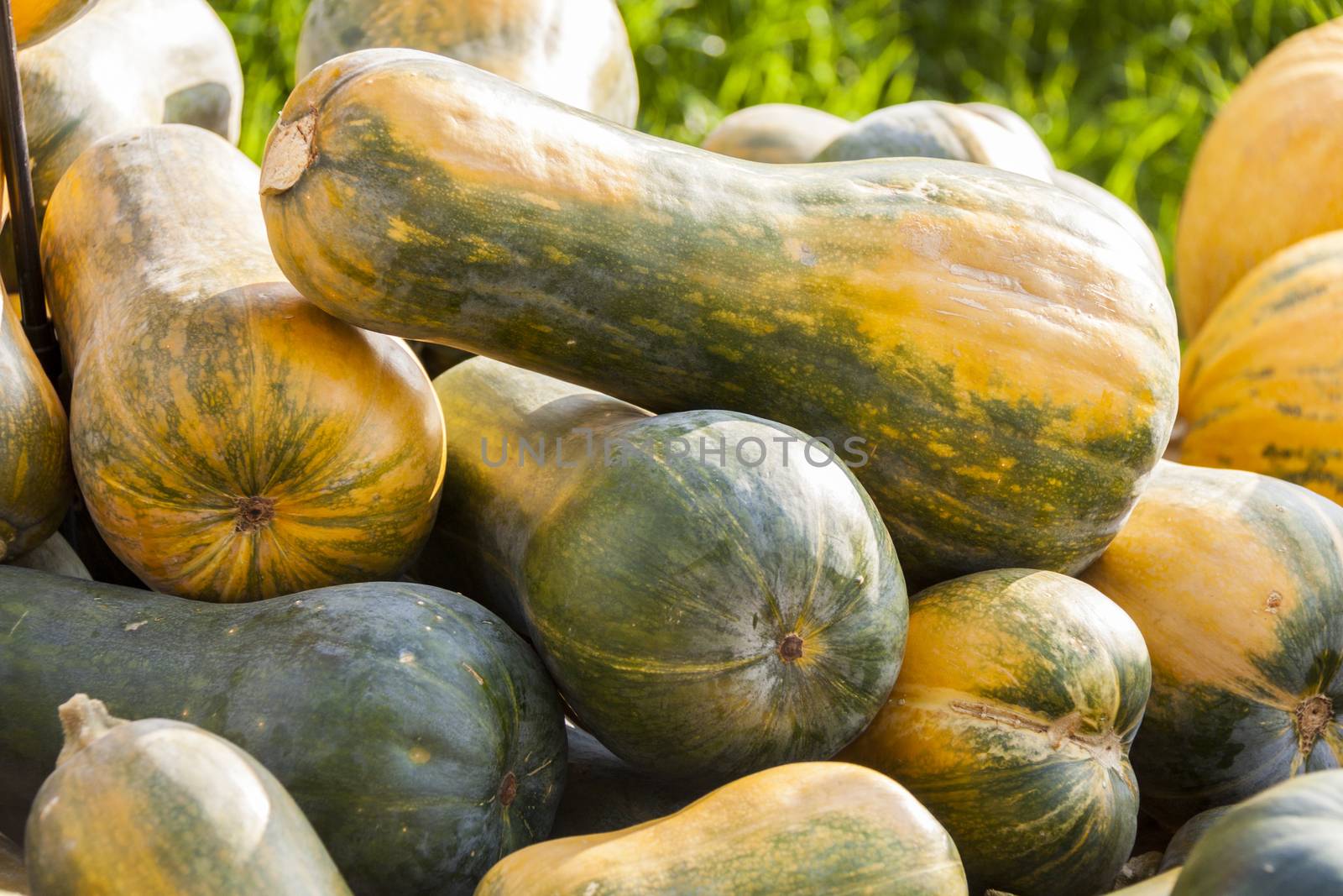 Sonca cucurbita pumpkin pumpkins from autumn harvest on a market