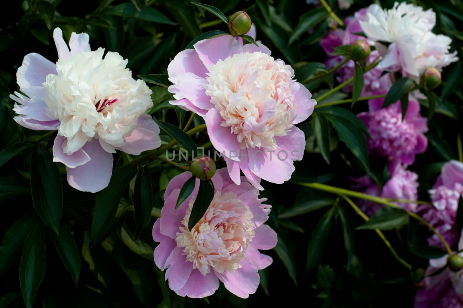 Several pink peonies in the garden

