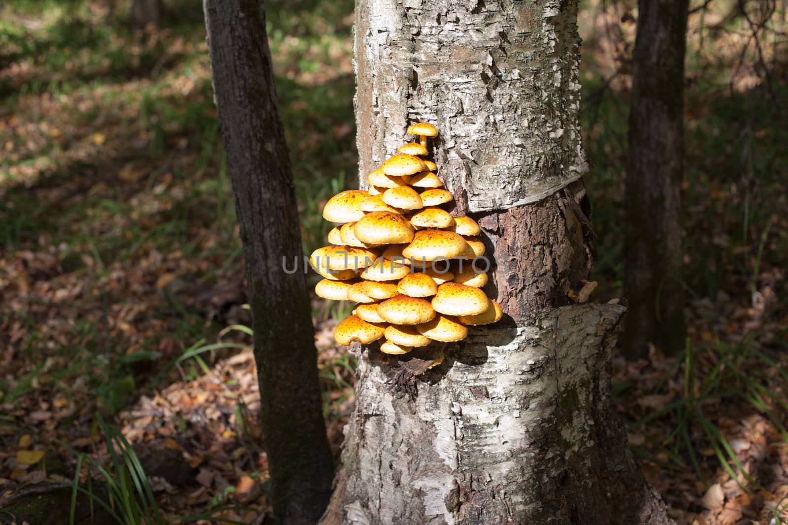 Many yellow mushrooms on atree trunk
