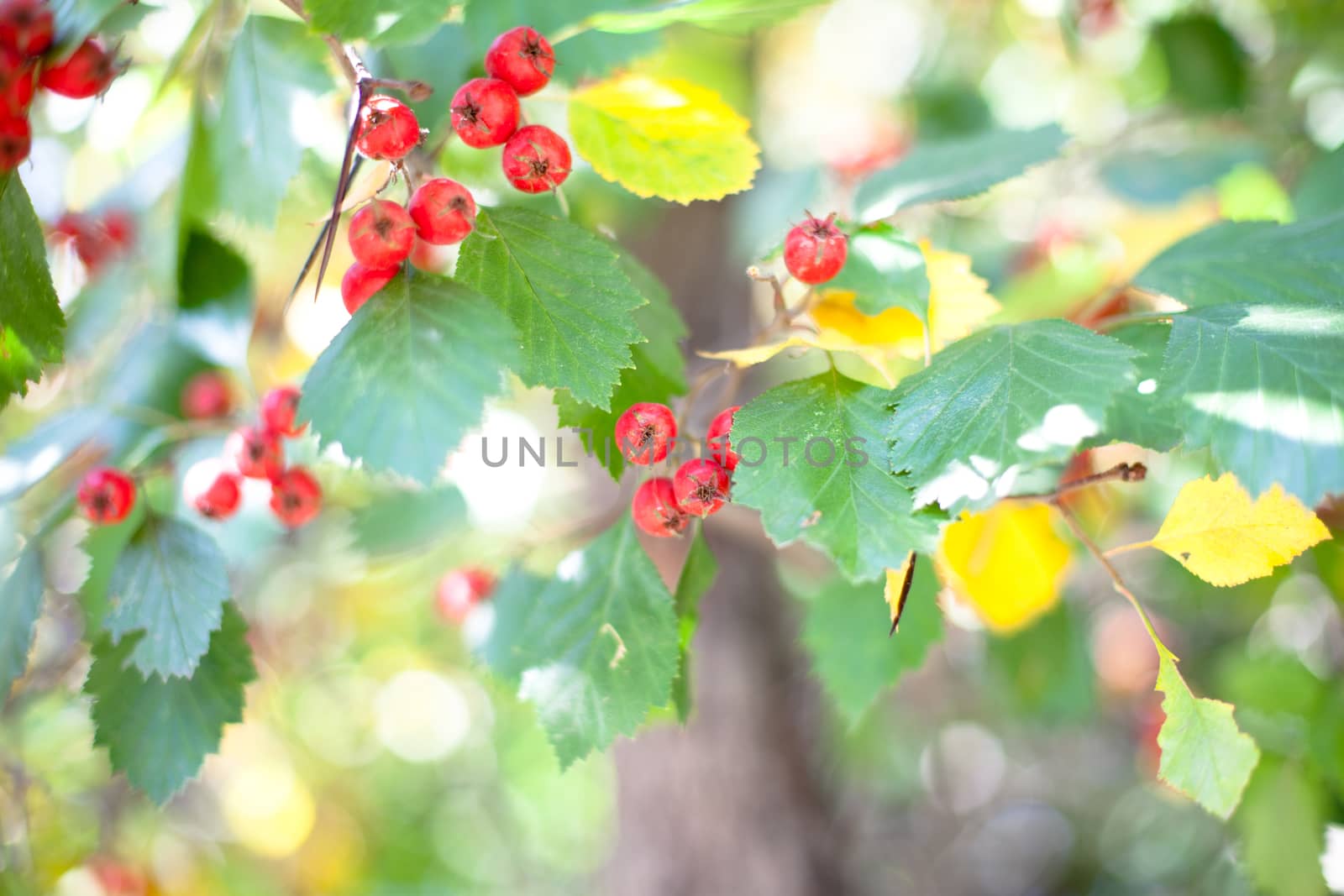 Red autumn berries by foaloce