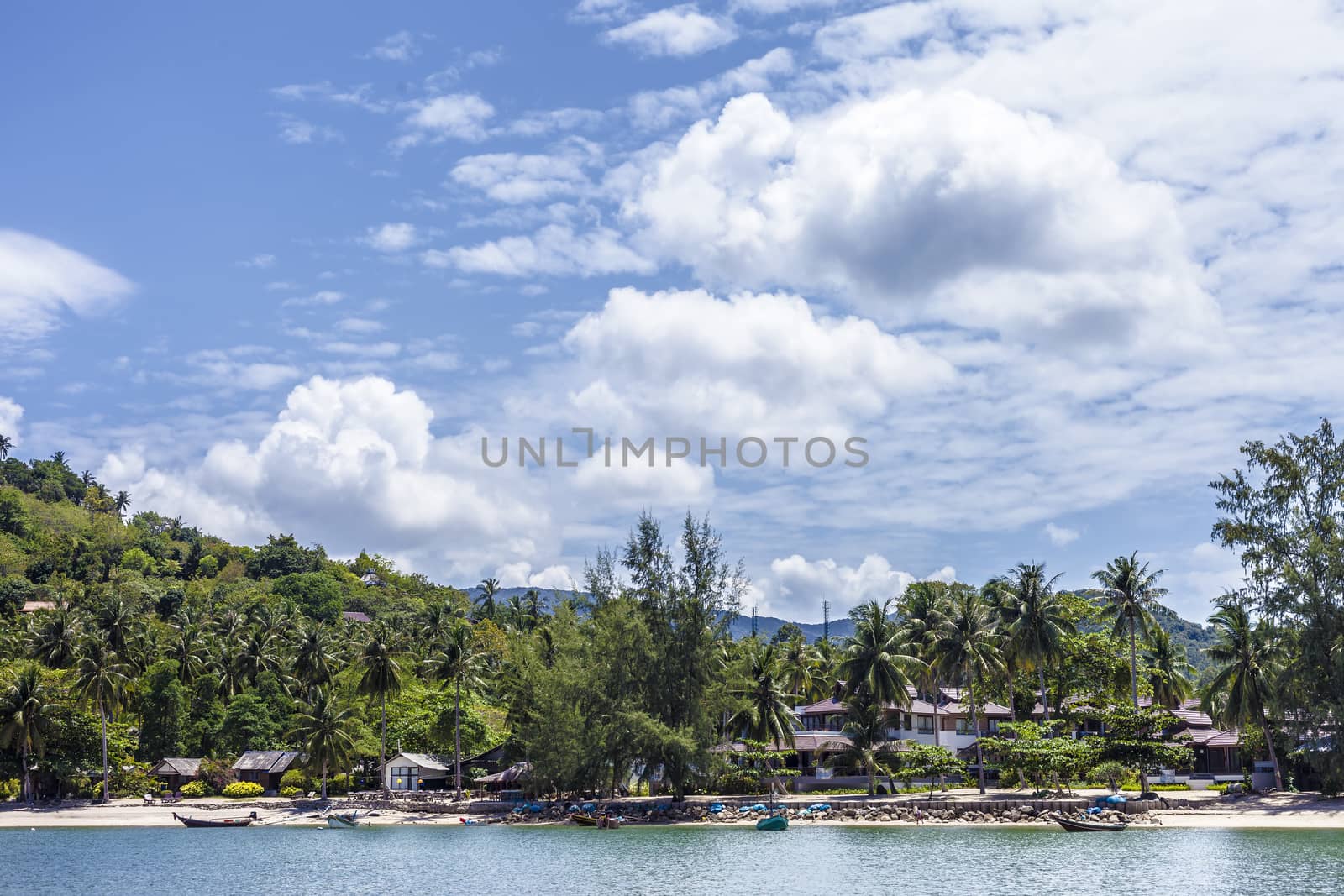 Palm trees at a tropical beach in the Virgin Islands