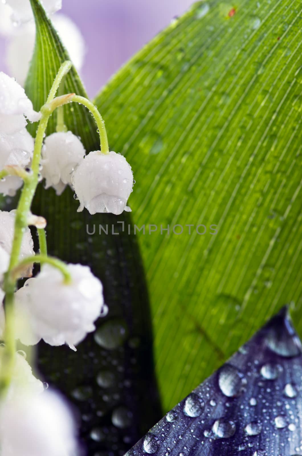 Close up of Lily of the valley by dolnikow