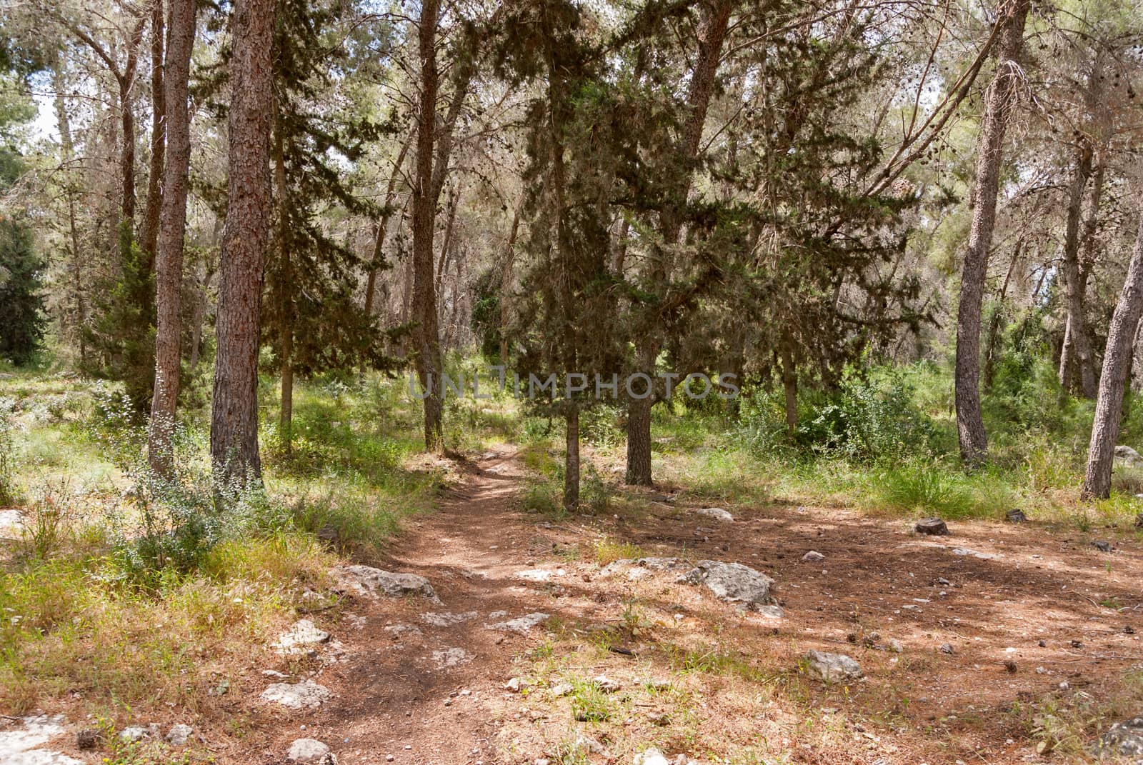 Solar lawn in a pine forest. Israel