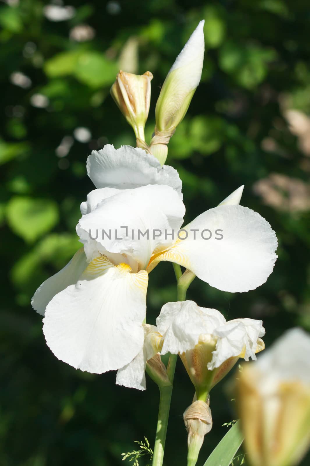 The spring garden ornament in the iris flower.