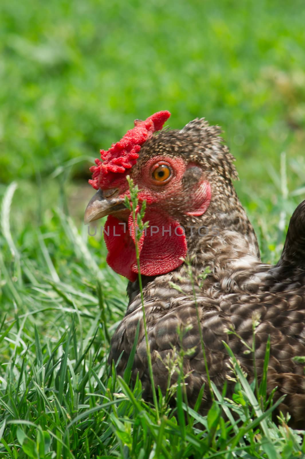 The hens lay sunbathing in the garden.