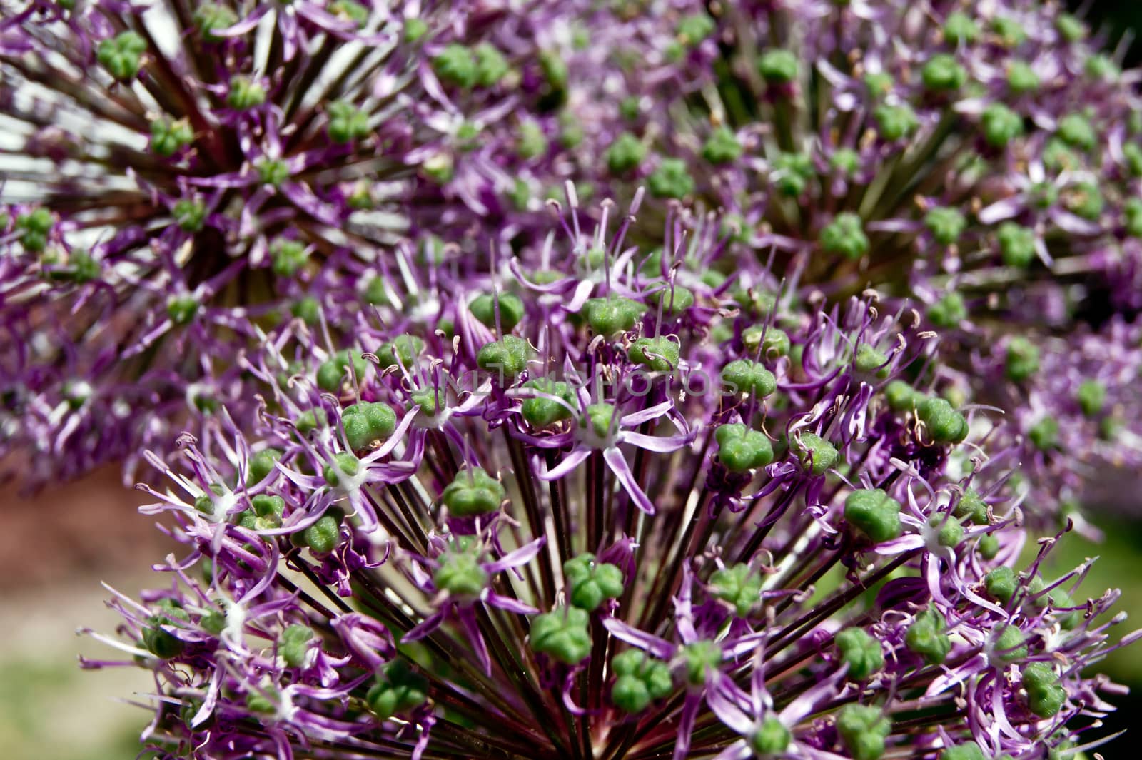 The ornamental onions in the spring flower garden ornament.