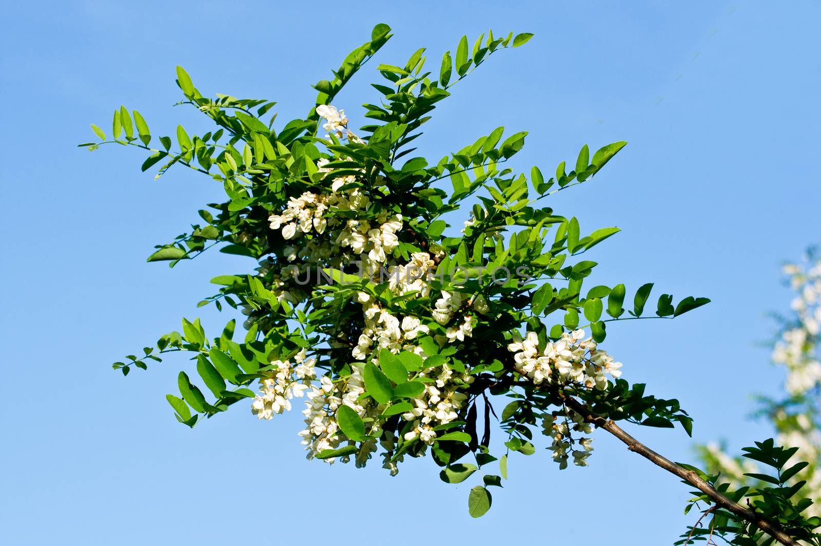 The strong aroma of white acacia flowers.