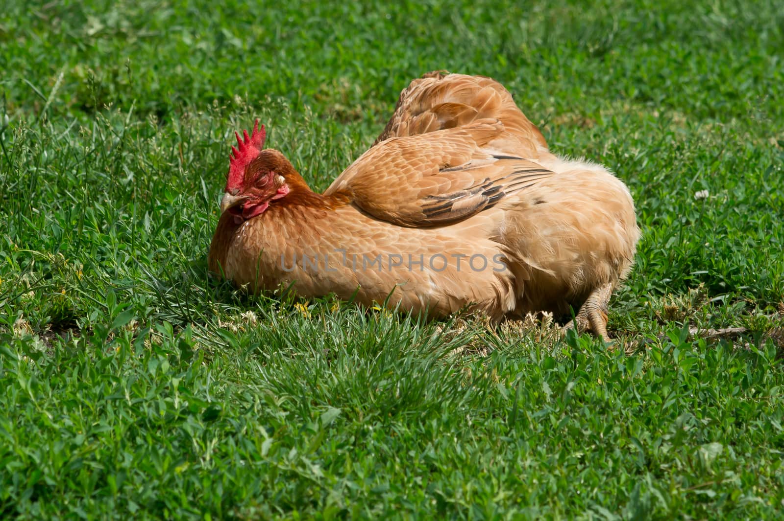 The hens lay sunbathing in the garden.