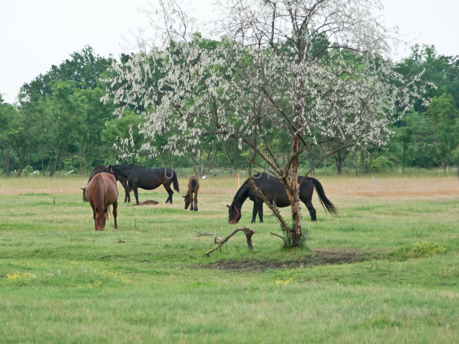 Horses graze in a pasture.