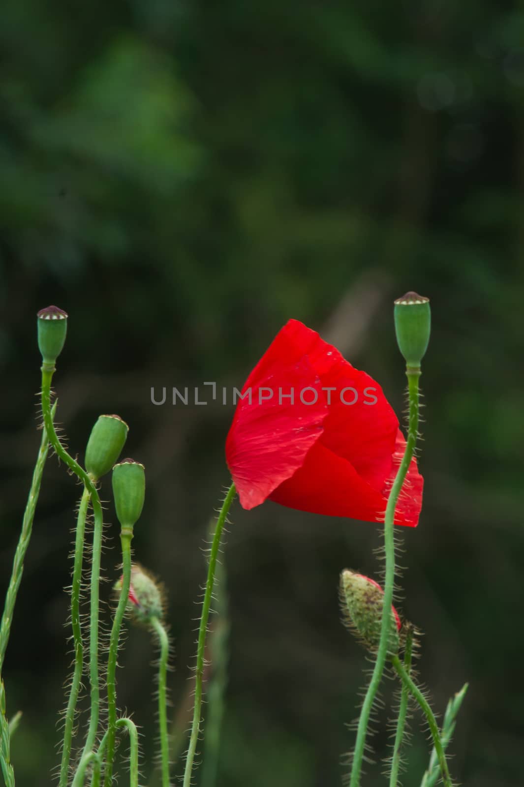 Poppy (Papaver rhoeas) flowers in summer fields.