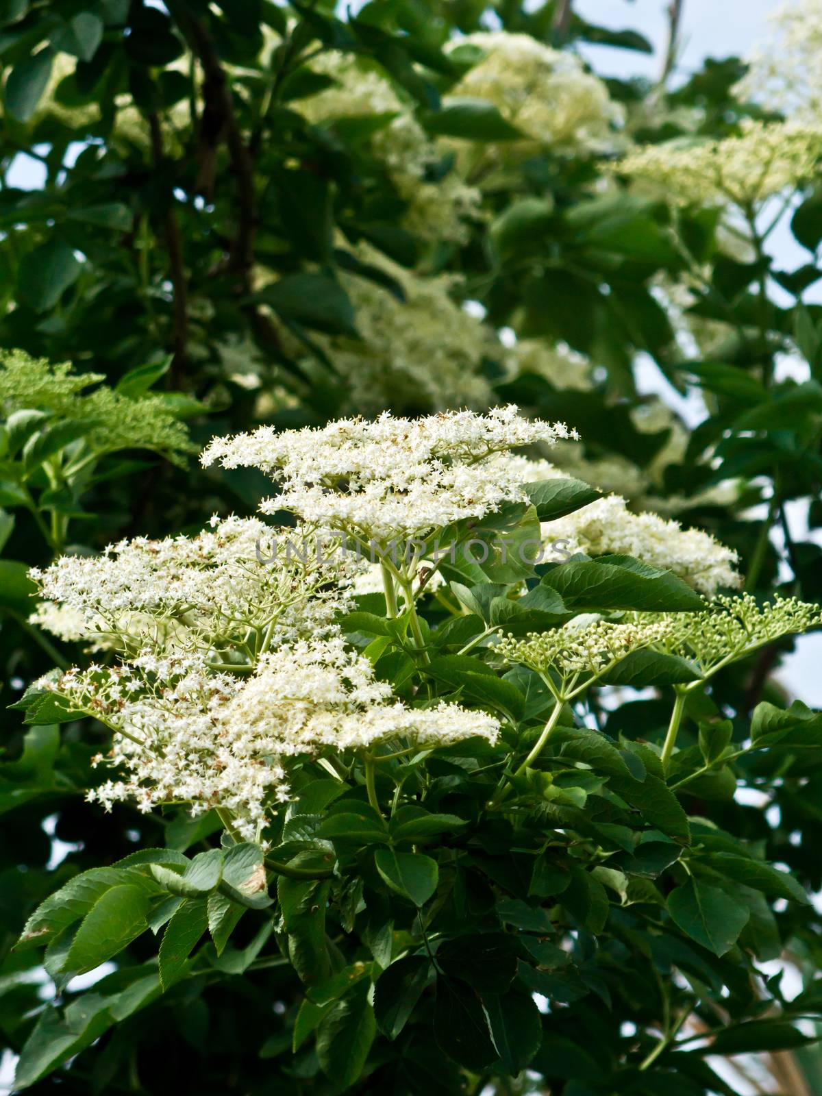 The elder white flowers can be cured.