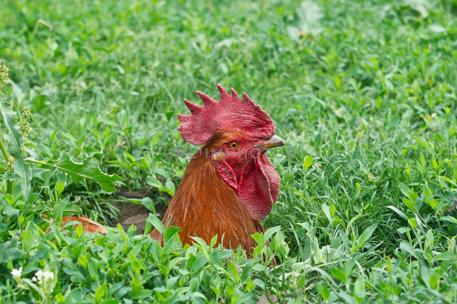 The red cock bathed in the sand.