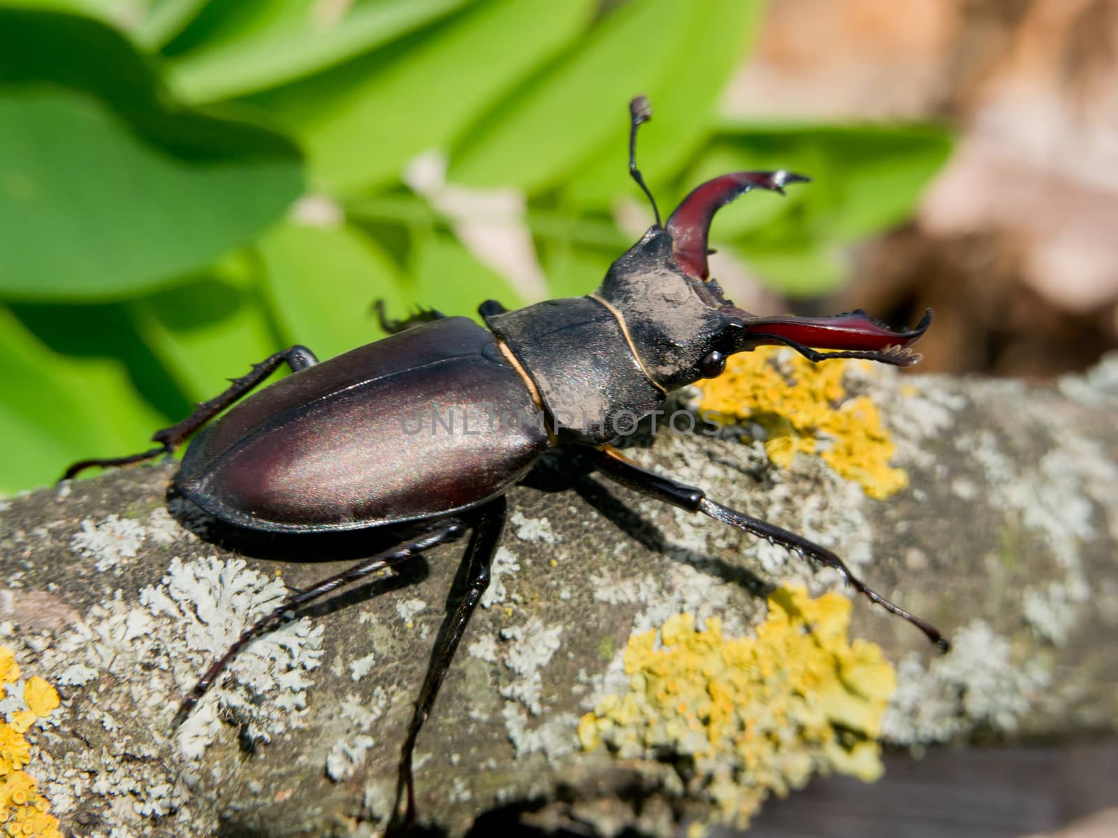 Stag beetle (Lucanus Cervus) in the oak forests of insects.