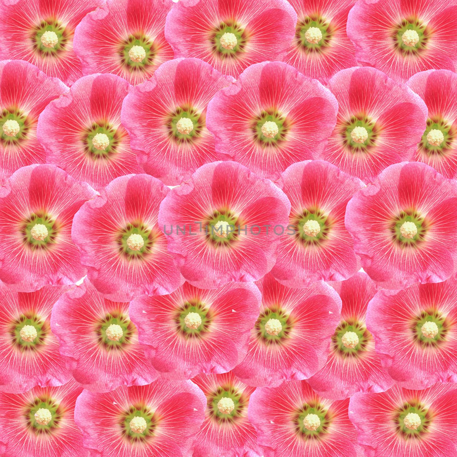 beautiful hollyhock flower as floral background