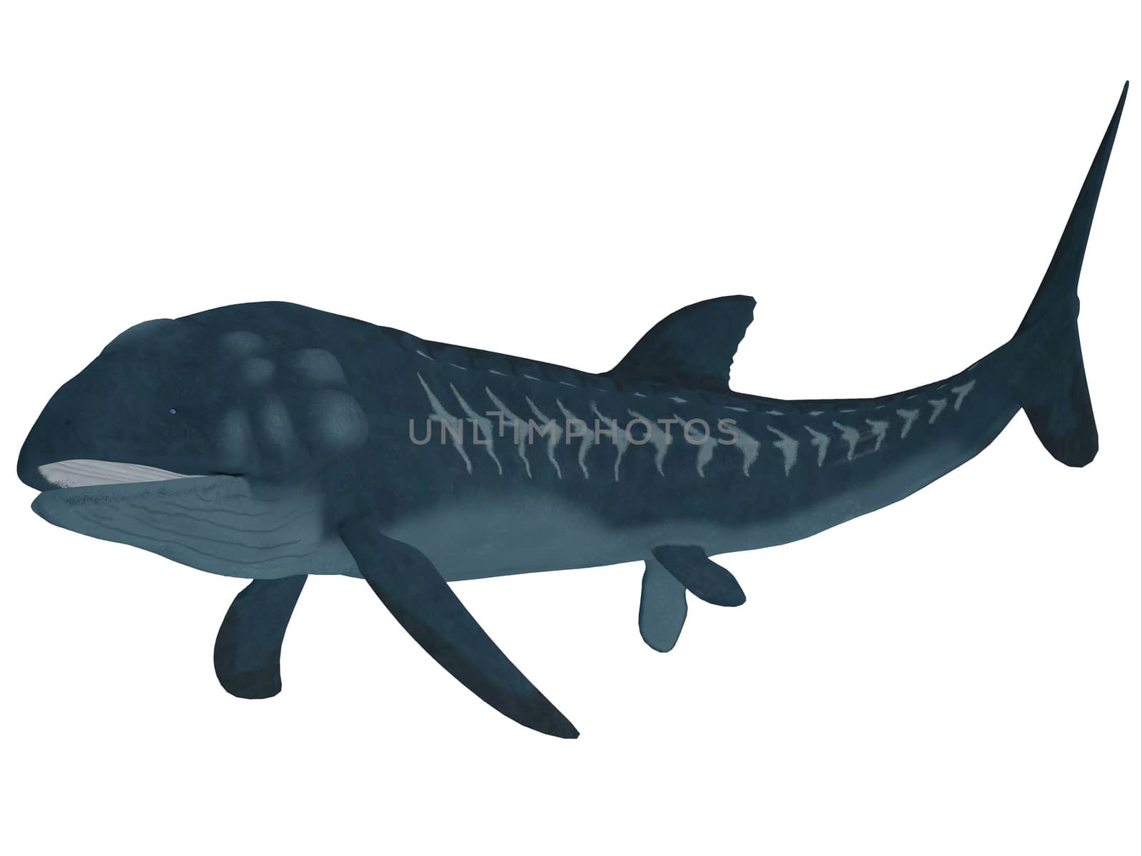 Leedsichthys was a carnivorous fish that inhabited Jurassic Seas that could grow to be 53 feet long.