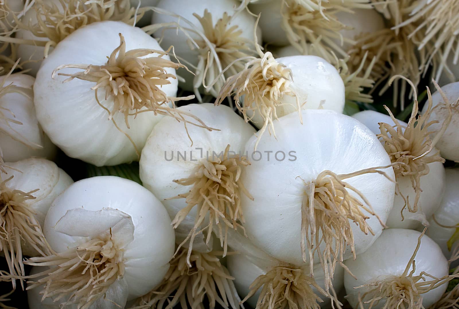 Macro grouping of white onions  in selective focus