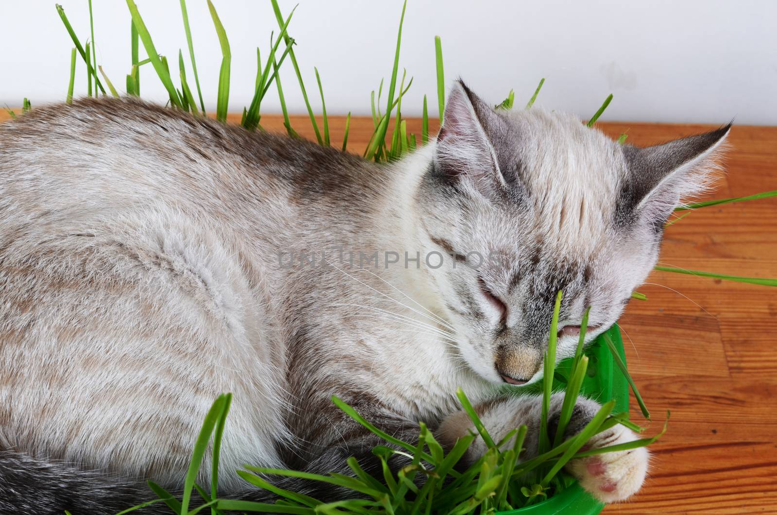 kitten sleeping in grass