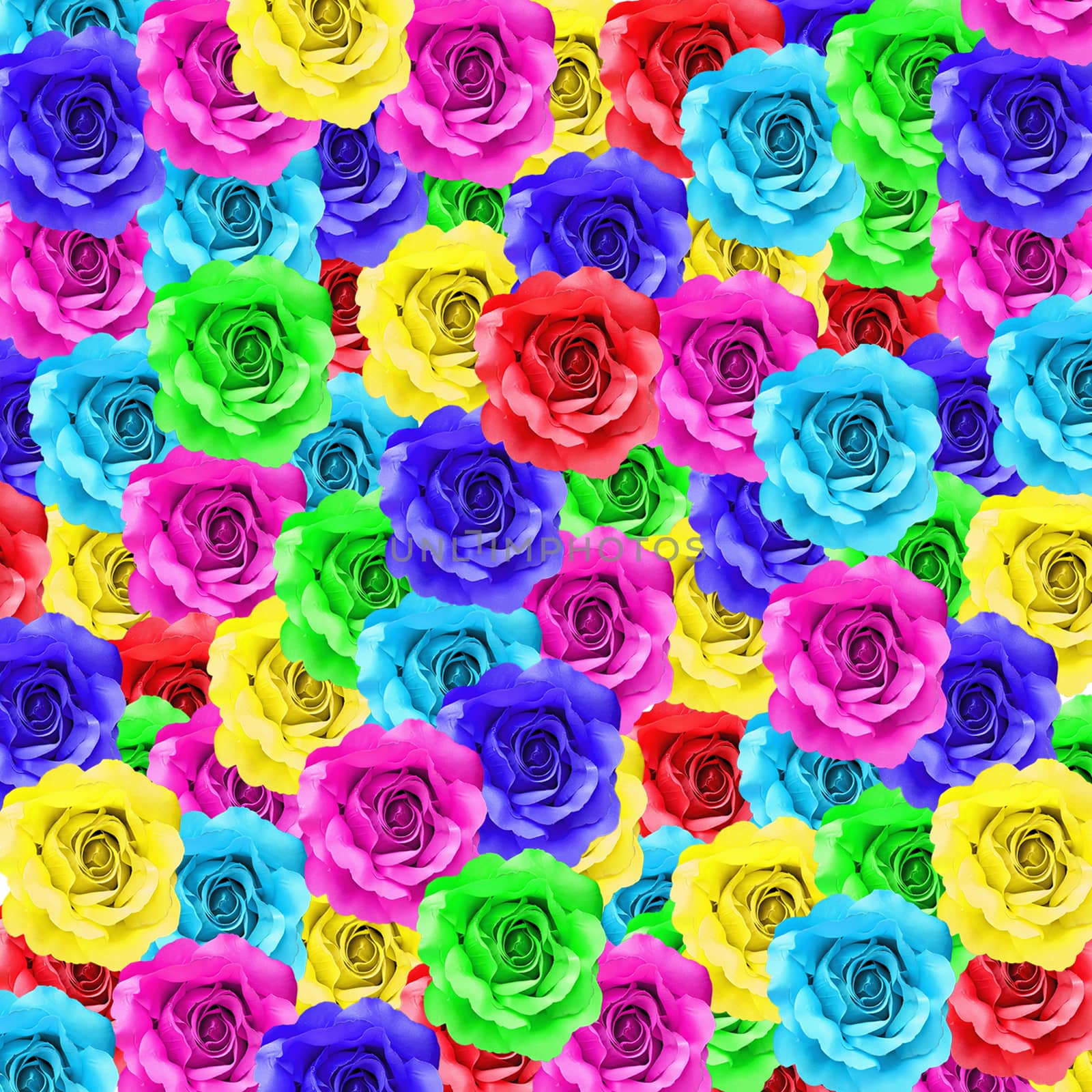 colorful rose flower as floral background  