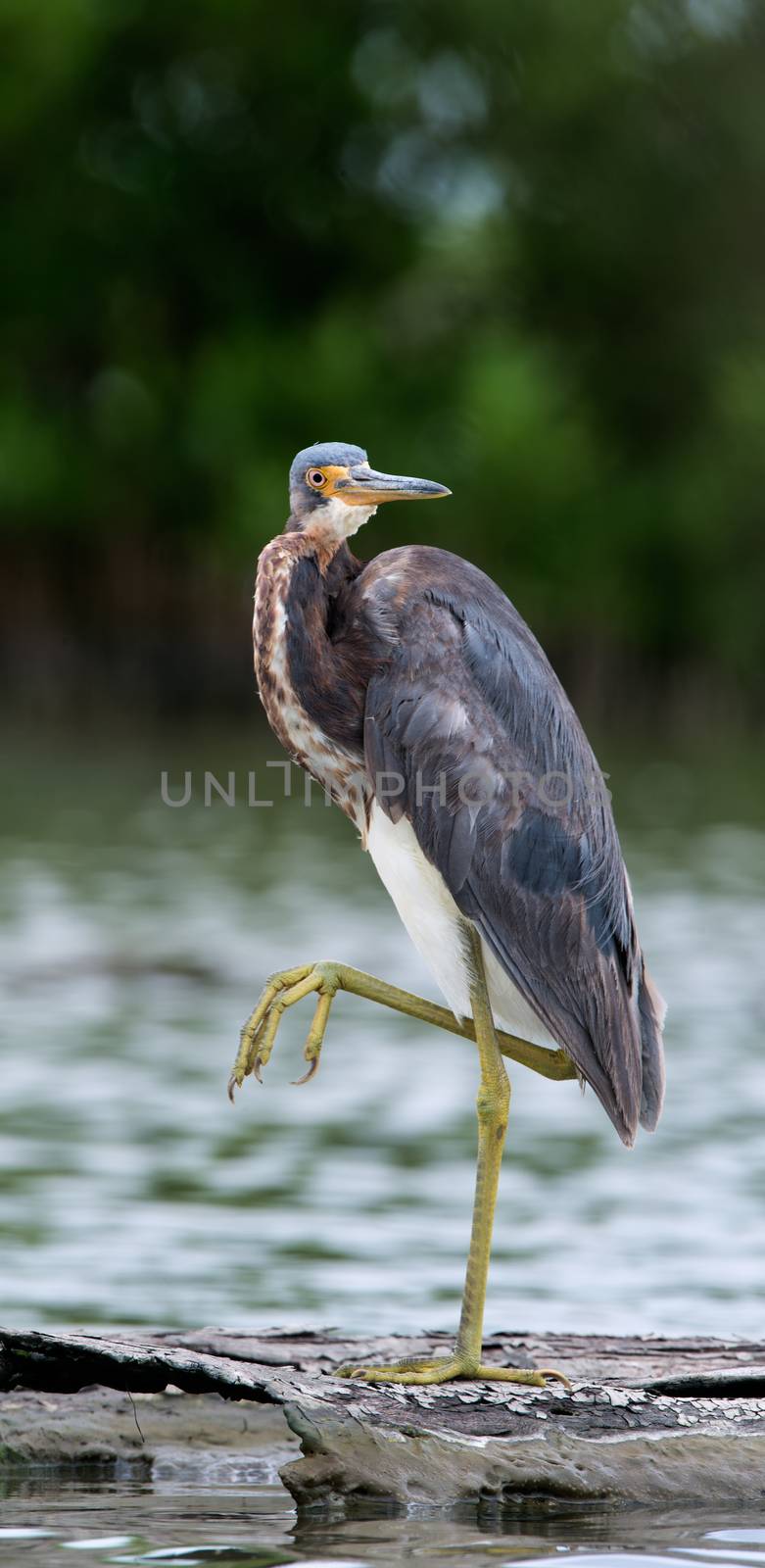 Tricolored heron (Egretta tricolor) wading in shallow water . The tricolored heron (Egretta tricolor), formerly known in North America as the Louisiana heron, is a small heron.