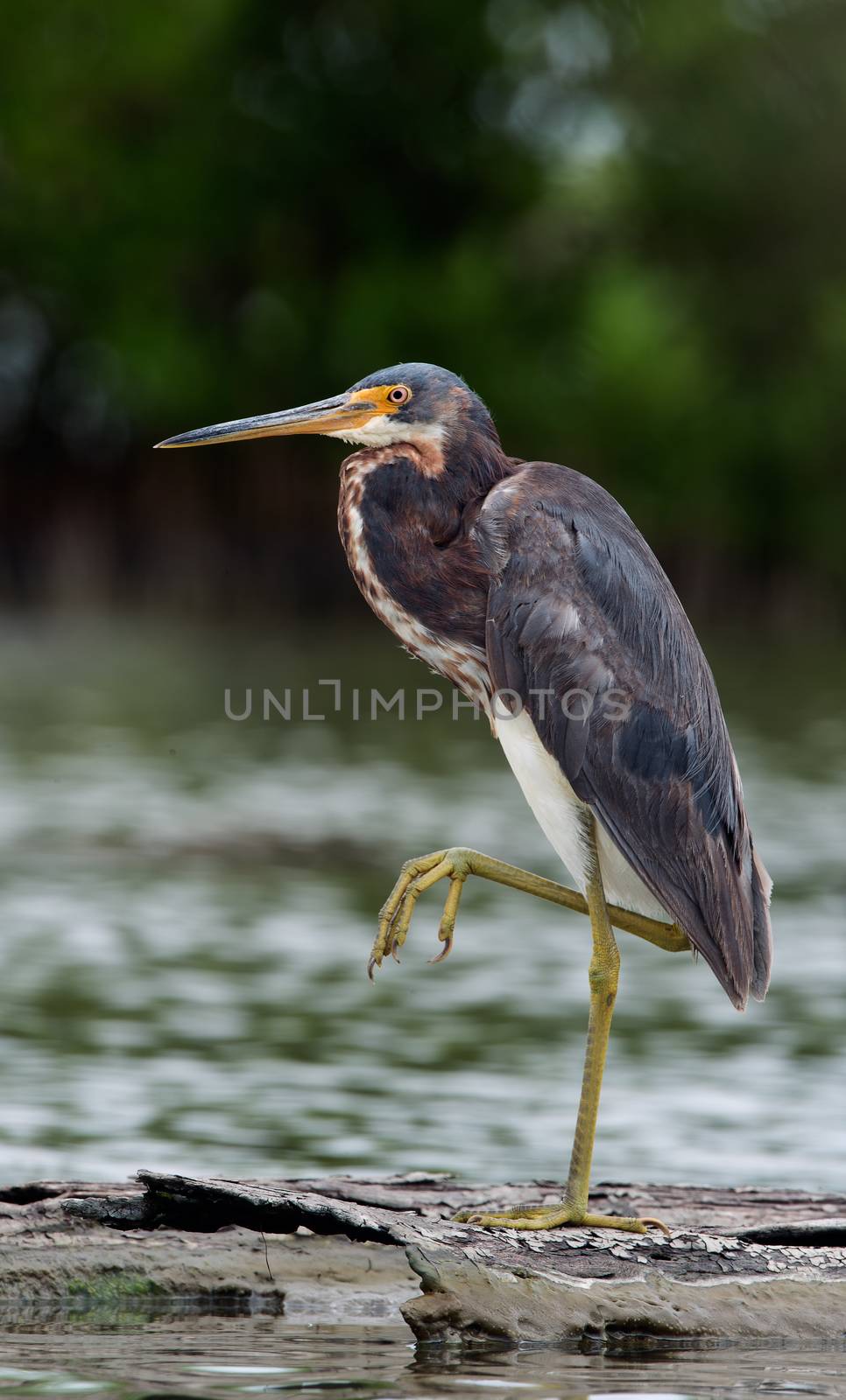 Tricolored heron (Egretta tricolor) wading in shallow water .  by SURZ