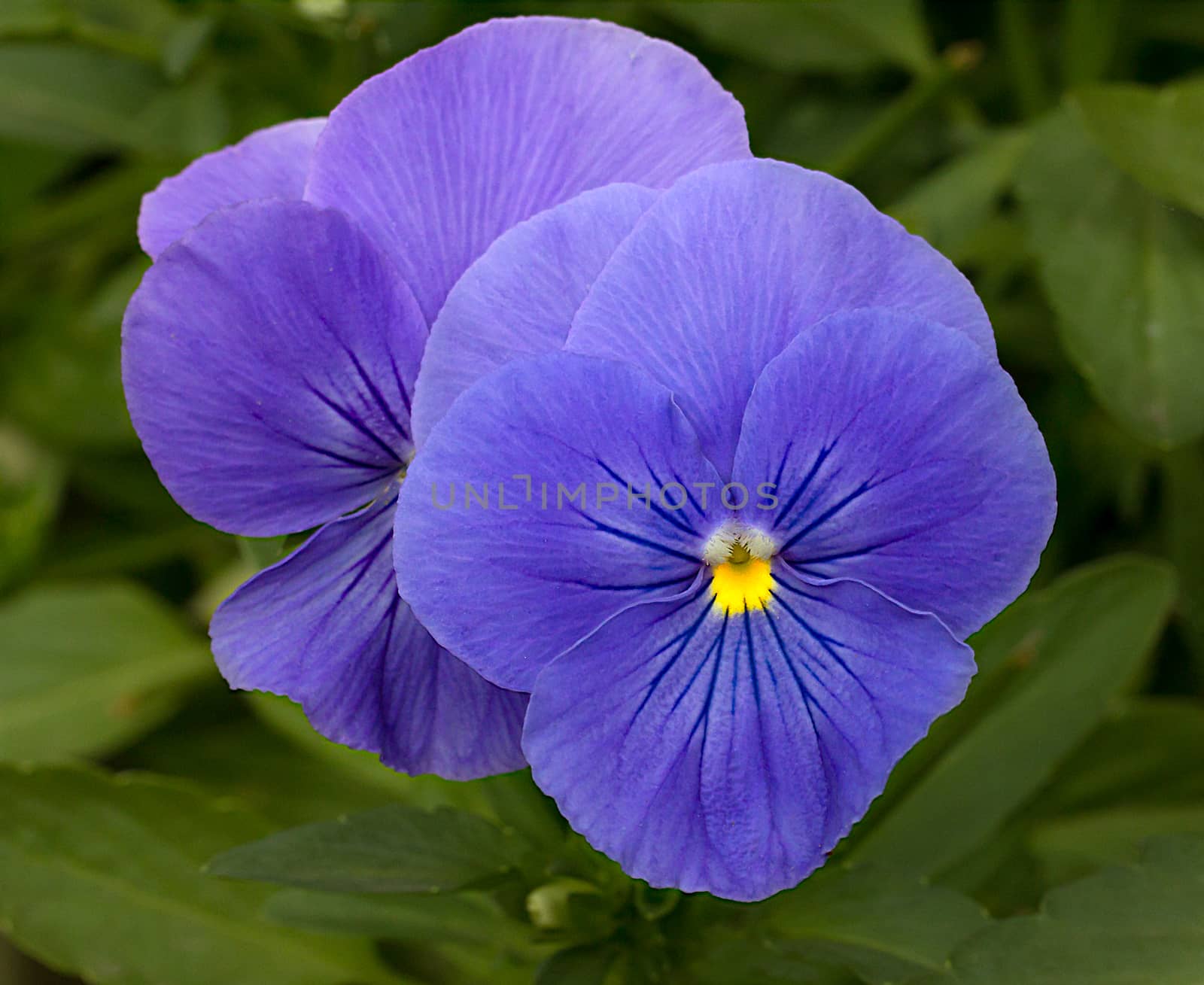 Purple Pansy Macro Flower by wolterk