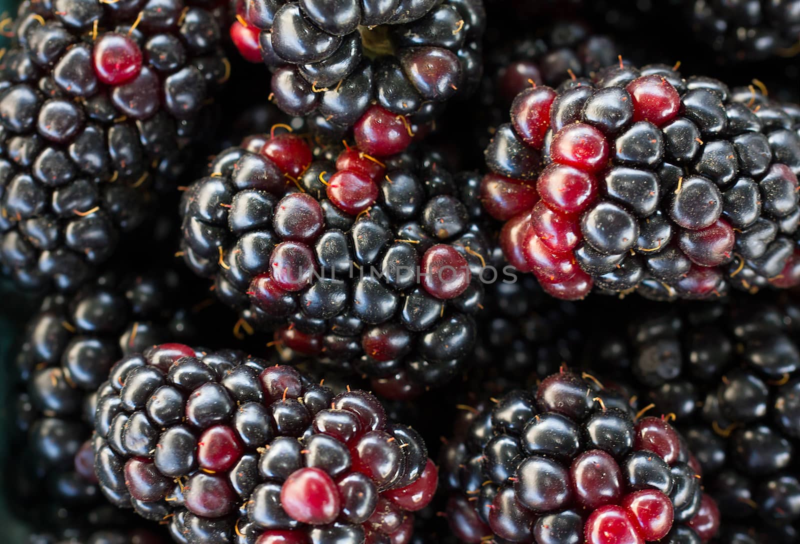 Macro grouping of blackberries in selective focus