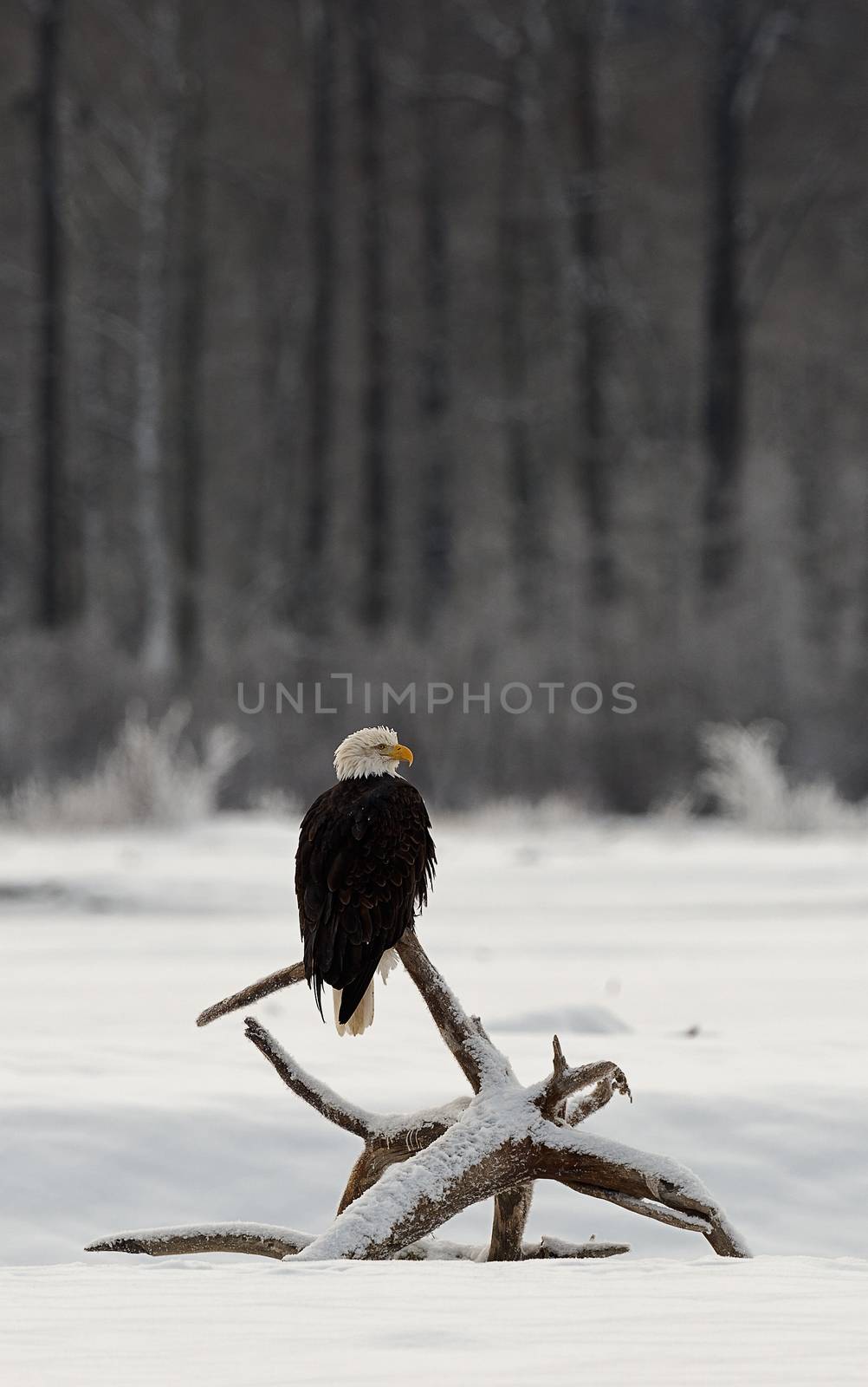 Flying bald eagle by SURZ