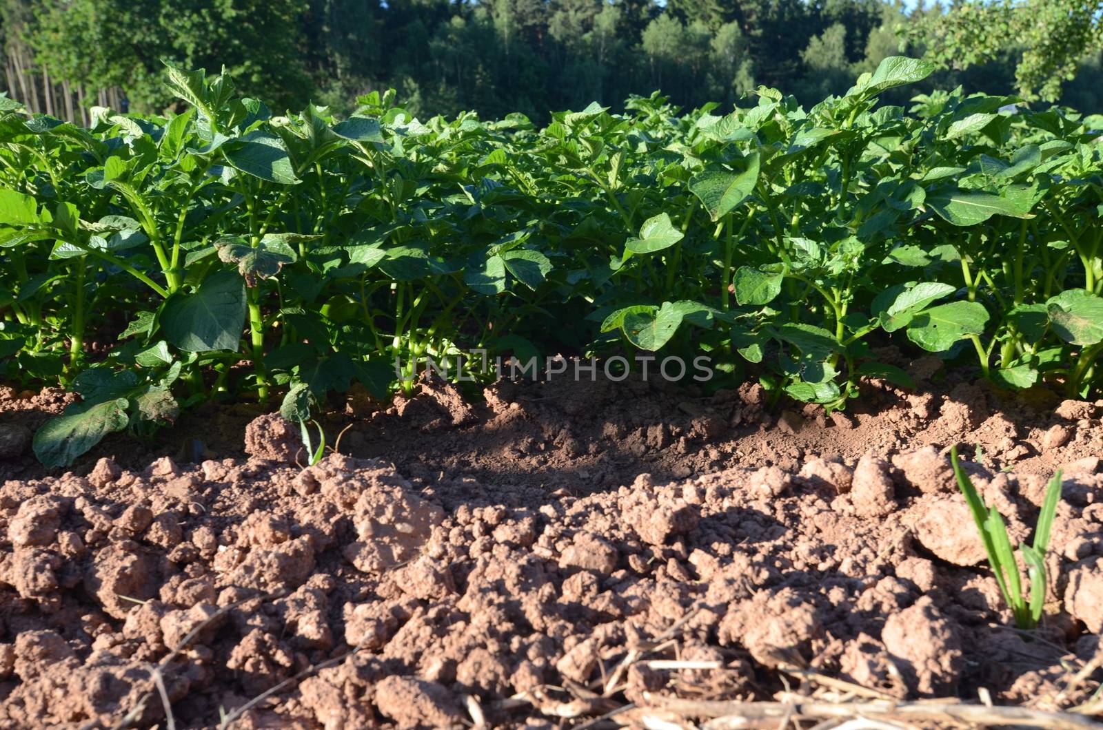 potato field by sarkao